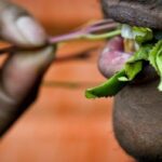 Prevalence of khat chewing and its effect on academic performance in  Sidama zone, Southern Ethiopia...