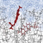 Taenia solium metacestode preparation