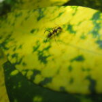 Pesticide knowledge, practice and attitude